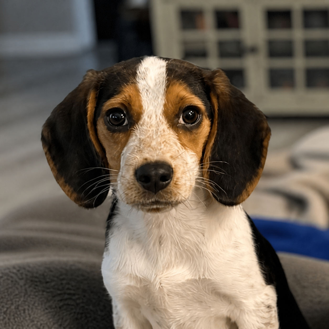 Myla