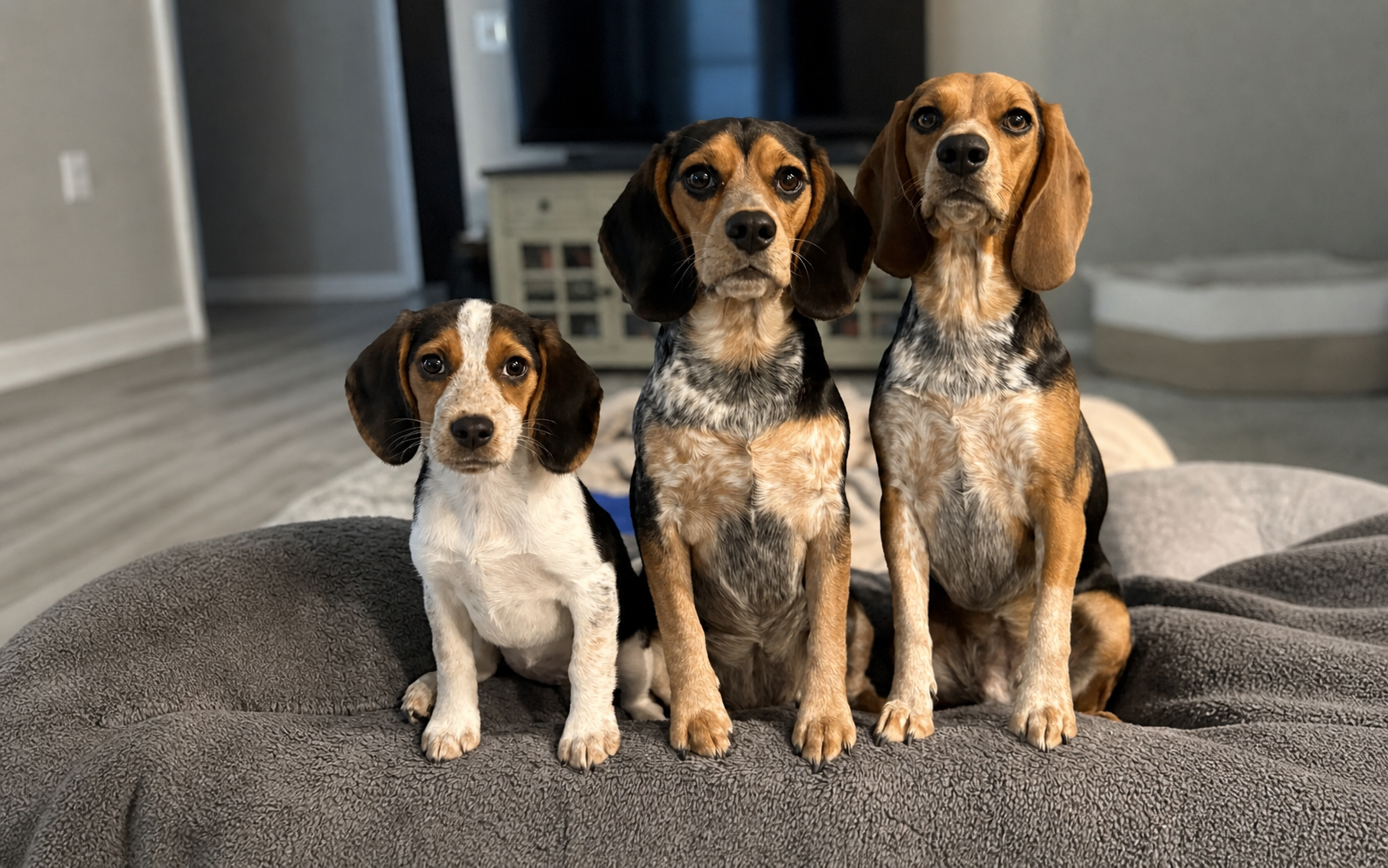 Myla, Luna, and Zoey sitting together for a portrait